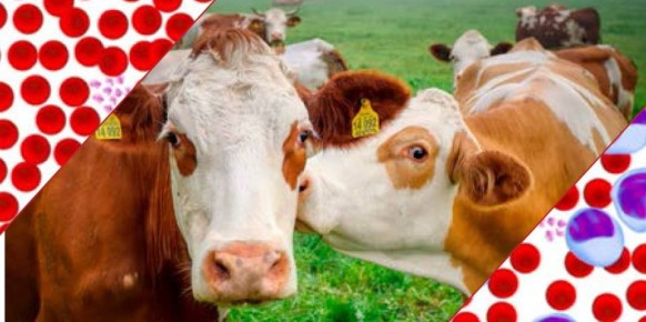 ������ �������� �������� �����(��������: ��������, ��� �����) � ��� ����������� ������������,�������������������� ������� ���������� �������