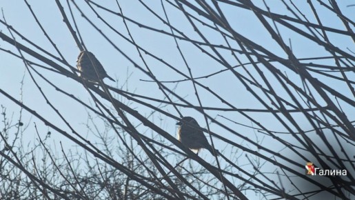Игорь Мартынов: С новым днём!. #НашОкруг #ЕнакиевоВобъективе #ТалантыЕнакиево