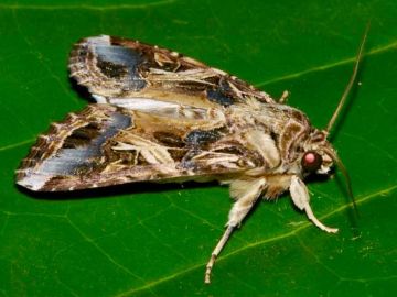 ��������� ��������� ����� (Spodoptera litura (Fabricius)) ��������� � ����� ����������� ��������, ������������� �� ���������� ���������� ���������