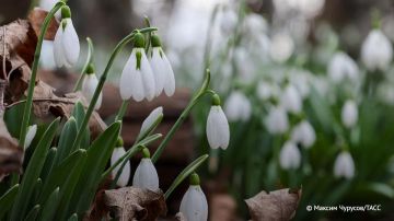 Лишение свободы на срок до четырех лет и штраф до 1 млн рублей может грозить за сорванные подснежники