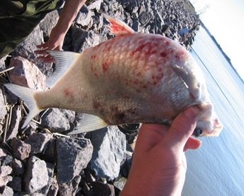 Весенняя виремия карпов (синонимы: инфекционная водянка, краснуха, весенняя вирусная болезнь) - это острое, системное вирусное заболевание, характеризующееся острым течением с проявлением нарушения координации движений...