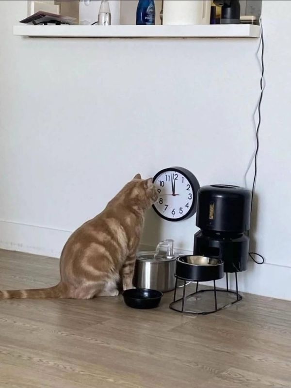 ��� ������ ������� ����������