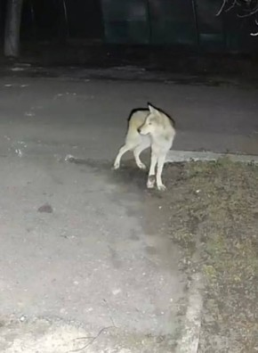 ������ ������� ������ ����� �� ���������: ����� ���Ԕ ����� ������������ � ��������