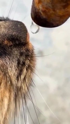 ������ ���� ����� ��������� �������� ���, �������� � ����� �������: