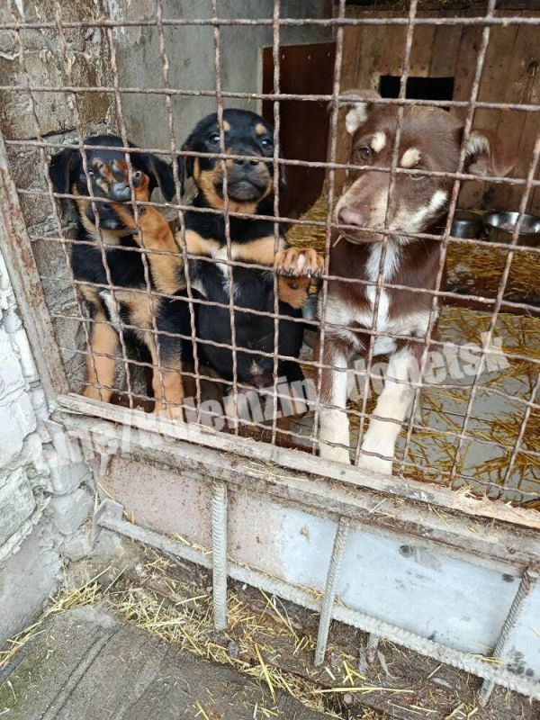 ������� ��������: ����������� ��������� � ������ ���������� ����������� ������� ��������� ��������: �� ������ � ������������� ����� �� ������ ����� ������