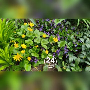 ����� �������� ����� ������������ � ���������