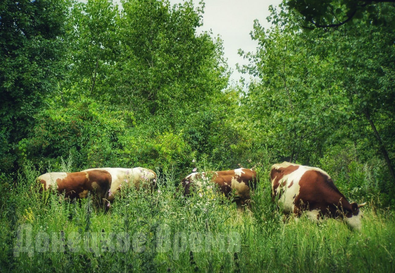 Для снижения последствий засухи: в России предложили ввести агрострахование для Донбасса и Новороссии