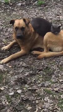 В Макеевке подружились кошка и собакен