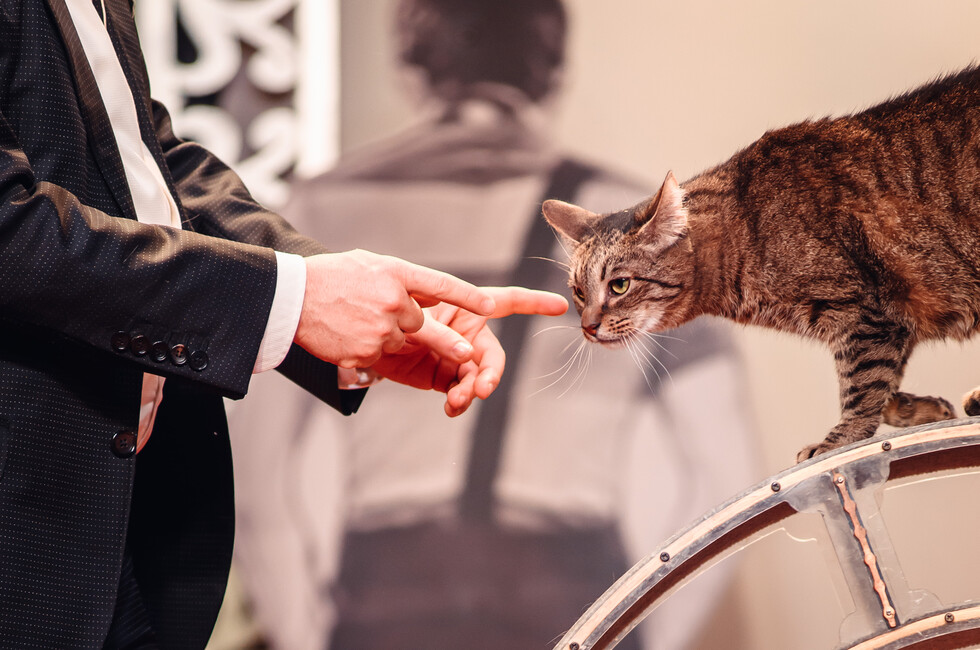 Театр кошек Куклачева приедет с гастролями в Донбасс в апреле