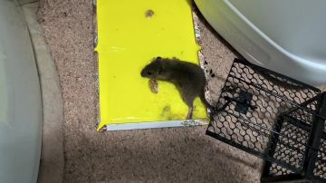 ��������� ���� �������� � �������