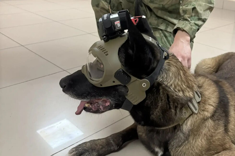 Новосибирские кинологи разработали шлем с камерой для служебных собак