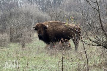 ������ ������������ ������ ��������� �������� ����-������