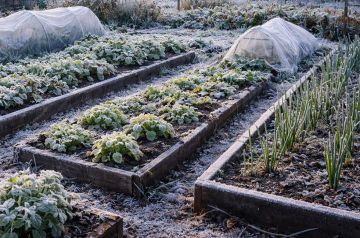 Иногда они возвращаются. Как защитить дачные посадки от весенних заморозков