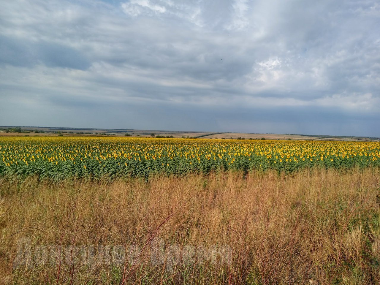 Нашествие тли, огневка и гниль: урожай подсолнечника в ДНР может оказаться под угрозой