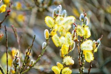 Сергей Желновач: Гидрометцентр сообщает. 06 апреля в Республике облачно с прояснениями, ночью и утром местами кратковременный дождь, днем без существенных осадков