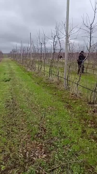 Завершается зимне-весенняя обрезка суперинтенсивного сада в ГУП «Аграрный Донбасс»