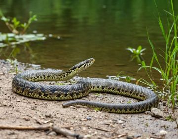Не геройствовать, а обратиться к врачу: в Минздраве ДНР рассказали, что делать, если укусила гадюка