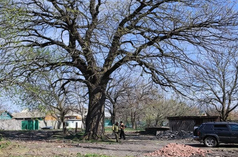 300-летний дуб из ДНР поборется за звание «Российское дерево года»