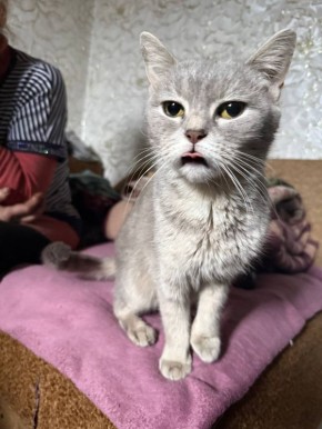 Анна Долгарева: У котов в Покровске худые спины и растерянные человеческие глаза