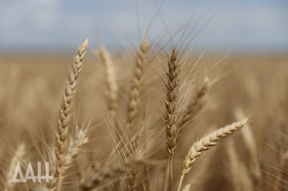 Злаковые вошли в моду в ландшафтном дизайне Луганской области