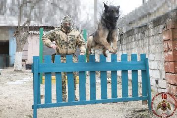В ДНР кинологи Росгвардии совершенствуют выучку служебных собак