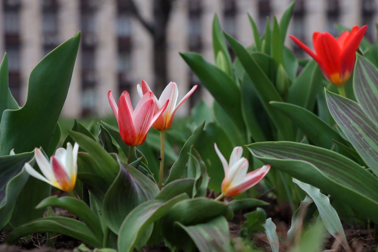 11 апреля в Донецке:. переменная облачность, небольшие дожди