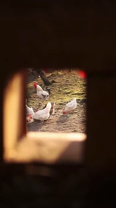 Всмотритесь, пожалуйста, в каждую секунду этого видео…