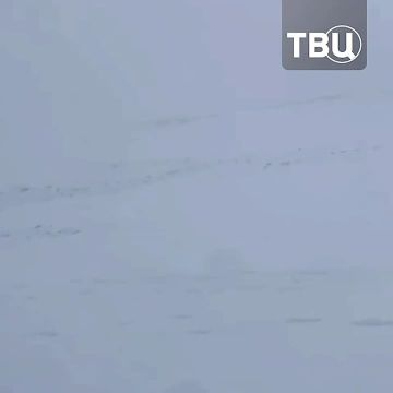 Табун из 20 лошадей спасли в горах Дагестана