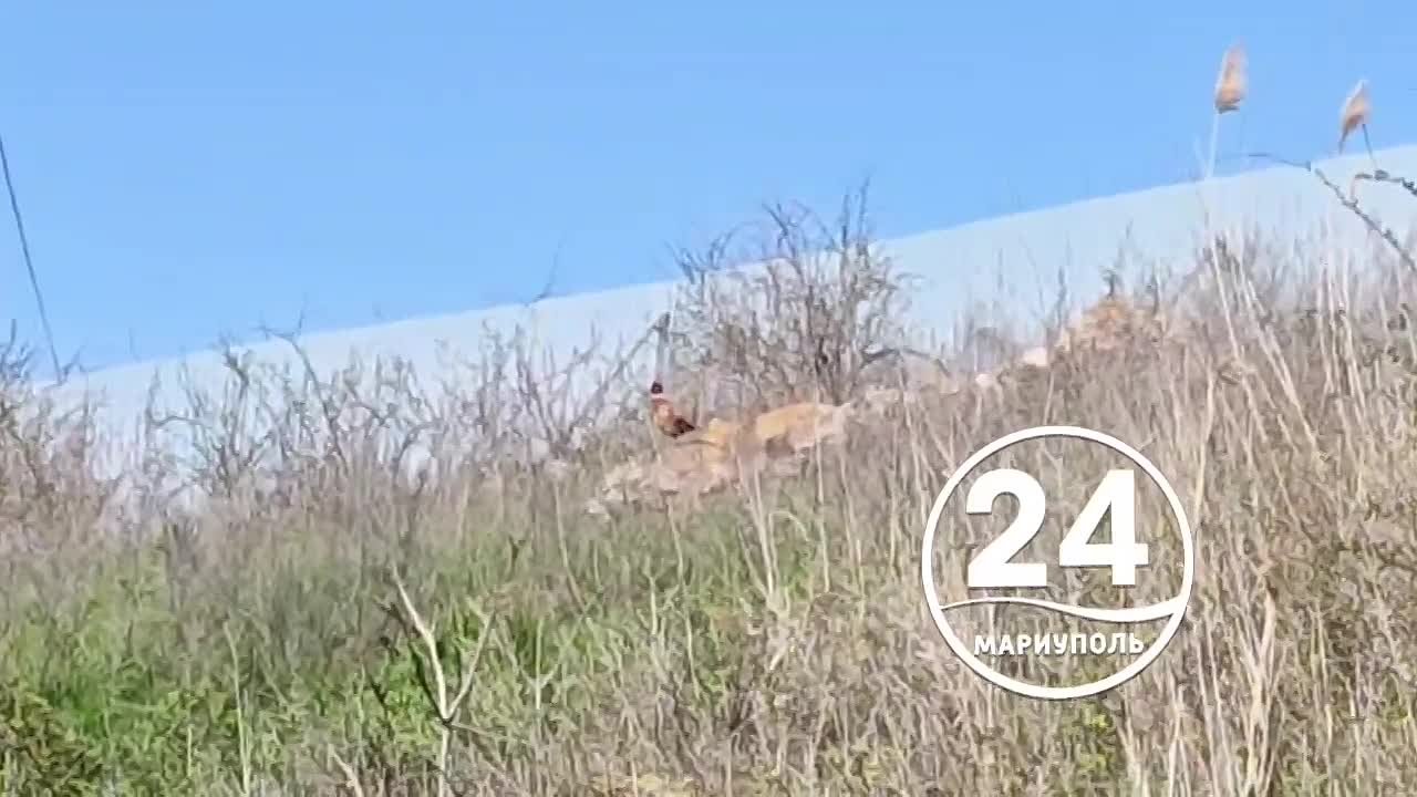 Апрельская палитра в Мариуполе