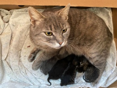 ������� ������: ��� ���� ������ ��� ������� ������