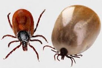 ������� �� ������������ ������������ �����������, ������������ ���������� �������