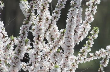 15 апреля в республике переменная облачность, без существенных осадков