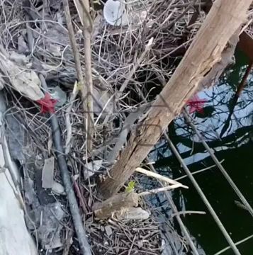 ��� ������: ������������� �����������. ����� ������ ���� 439-�� ��������������� ����� ���������� ��������� ����� � ����� ��������� ������