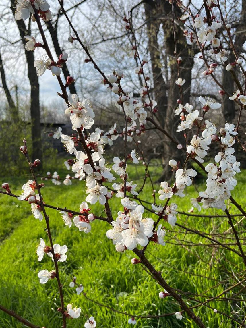 ДОНБАСС В ОБЪЕКТИВЕ. Я, Мокровуз Виктория, юнармеец отряда ВПК "Пламя", местного отделения городского округа Харцызска СШ № 4, принимаю участие в фотовыставке «Донбасс в объективе» Весна вдохновляет нас дышать полной грудью...