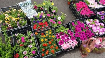 � ������� ����������� ������ �������� �������� �������