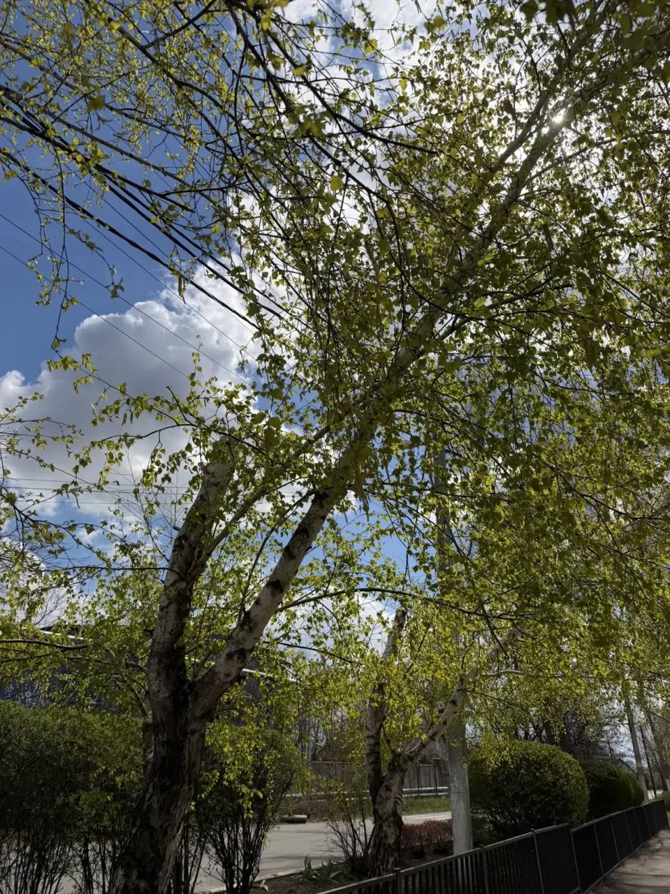 ДОНБАСС В ОБЪЕКТИВЕ. Я, Уманец Алина, юнармеец отряда ВПК "Пламя", местного отделения городского округа Харцызска СШ № 4, принимаю участие в фотовыставке «Донбасс в объективе» Весна — это время, когда каждый солнечный луч...