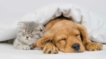 ������� ��������� �������� �������� �� ������������ ���������