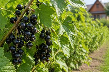 ������� � ������. ������� ��������� ������ ������ �������� ������ ���������