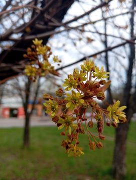 ������ ��������: ������������� ��������. 21 ������ � ���������� �������, ����� ������� ��������������� �����; ���� �����, ������� �������