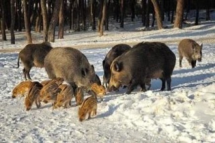 � ��� ������� ��������� ������ ������