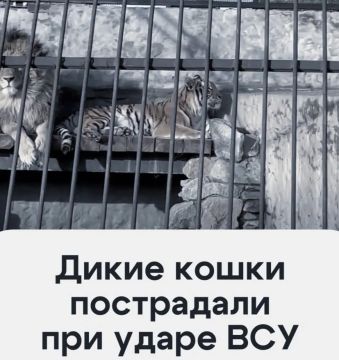 ������ �������� ������� �� ��������, ���������� ��� ������� � �������