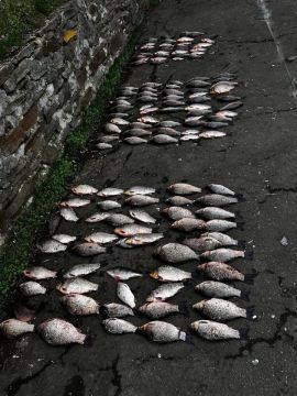 ��������������� �������� ���� ����������� ������ ����, �������� ������� 1979 �.�., ��������������� ������������� ����� ���� ��� ������������ ���������� �� ���� ������ � ���