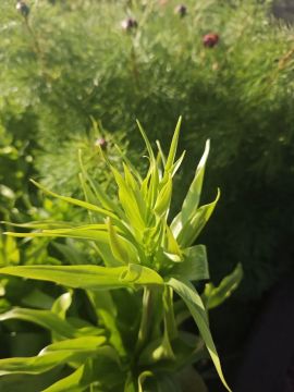 ������������� ��������. 27 ������ � ���������� ����������