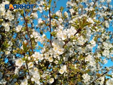 ������ �������� �������, ������, �������