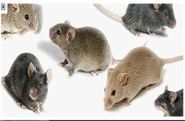 ��� ��������� ��������� ������������ ����������� � ���������� ���������� �� ����������� �������