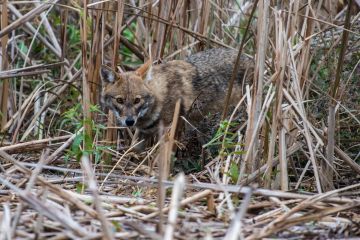 ���������� ��������� �������: ������������ �� ���������� ��� �� ������ ��������� � ������ ������������