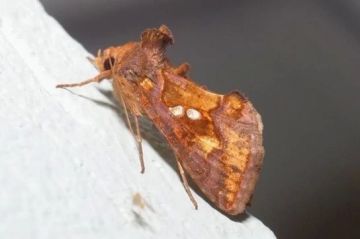 ���������� ������������� ����� (Chrysodeixis chalcites (Esper)) ��������� � ����� ����������� ��������, ����������� ���������������� �� ���������� ������������ �������������� �����