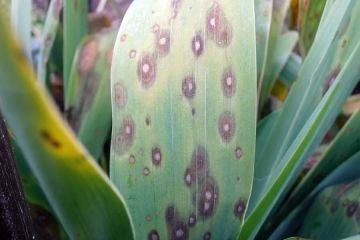 ����� ����� ����������� ����� �������� ����������� �������� ���� Orthotospovirus, ��������� Tospoviridae