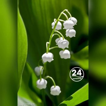 ������ ����, ���������!. ����� ���� ���� �������� � �������� ����������, ������ ������, �������� �������� � ���������� �������