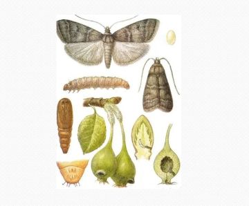 �������� ������� (Numonia pyrivorella) ��������� � ����������� ��������, ����������� ���������������� �� ���������� ��. �������� ���������� �� 90% ������